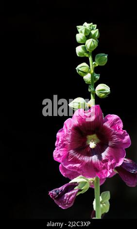 Purple pink flower of Mallow, Alcea rosea, Family malvaceae also known as Hollyhock with green stem and buds on dark or black background, Stock Photo