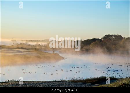Dawn in the golf club with mist and migration birds in autumn. Stock Photo