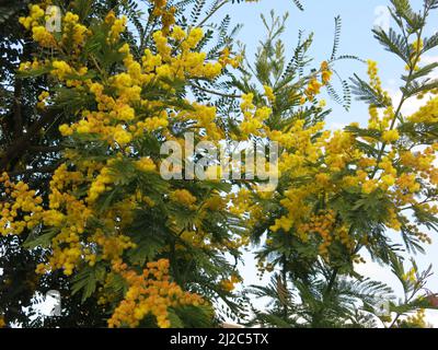 Yellow cheerfulness: the bright yellow flowers of a Mimosa tree when it's in full bloom in an English garden in Spring-time. Stock Photo