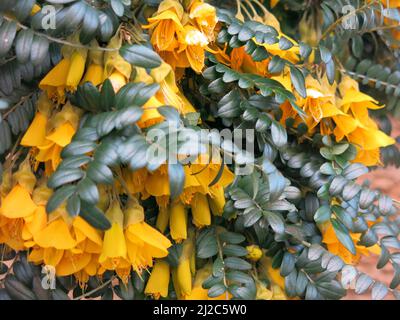 Close-up of Sophora Microphylla 'Sun King' is a bushy shrub with glossy green pinnate leaves and pea-like yellow flowers in late Spring. Stock Photo