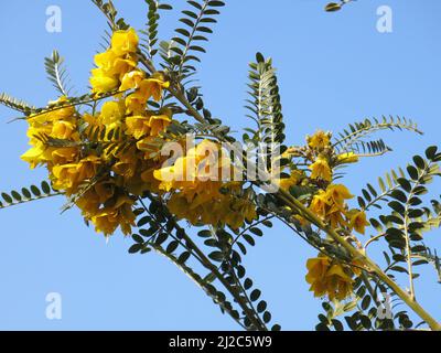 Branches of Sophora Microphylla 'Sun King' against a blue sky; bushy shrub with glossy green pinnate leaves & pea-like yellow flowers in late Spring. Stock Photo