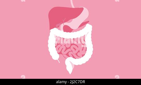 Human Digestive System. The stomach, liver, spleen, gallbladder, small intestine and large intestine. Beautiful bright illustration. Human body inside Stock Vector
