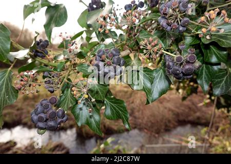 reife Früchte an einem Efeu (Hedera helix) Stock Photo