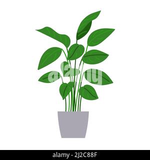Young house plant in pot. Isolated on white background. Element of design. Stock Vector