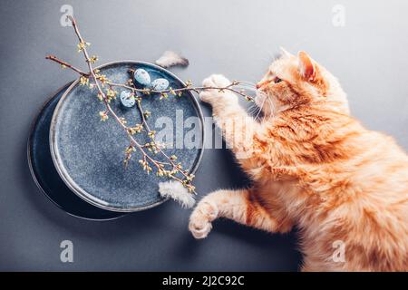 Cat playing with Easter eggs on dishes decorated with feathers and spring branches. Ceramic plate on grey background. Stock Photo