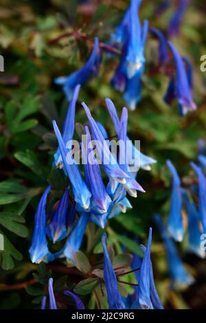 Corydalis curviflora var rosthornii Blue Heron, Gray-blue foliage,fern-like leaves,deep blue flowers,blue flowers,flower,flowering,shade,shady,shaded Stock Photo