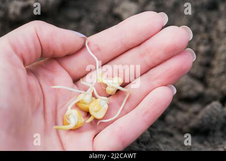 Female hand holds a young seedling of corn Stock Photo