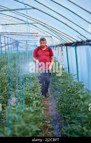 Man spraying young tomatoes in the greenhouse. Spring works. Lifestyle photography. Stock Photo