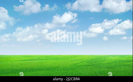 Field of green grass panorama, blue sky with clouds Stock Photo