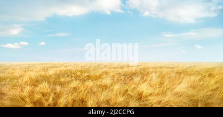 Field of ripe wheat under light blue sky with clouds. Panorama landscape Stock Photo