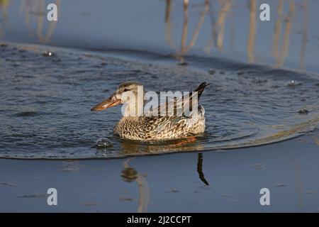 Shoveler (Anas clypeata) female just landed Cley Marshes Norfolk GB UK March 2022 Stock Photo