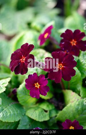 Primula pruhonicensis Old Port,burgundy red flowers,spring in the garden,primulas,primroses,RM Floral Stock Photo