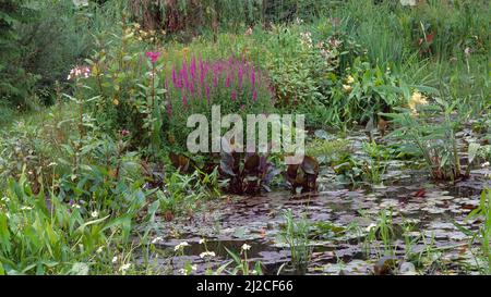 A small valuable biotope. Water lily pond with various aquatic plants in summer Stock Photo