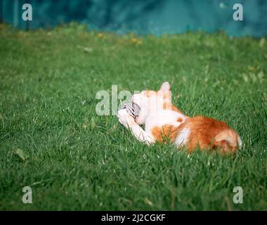 Kitten playing in the garden. Stock Photo
