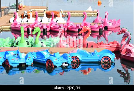 Very colourful novelty pedalos at Willen Lake in Milton Keynes - swans, flamingos, dragons and motor cars. Stock Photo