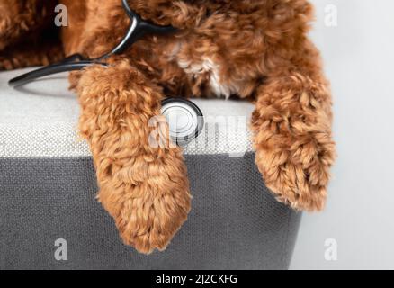 Large dog with stethoscope, close up. Brown, orange or apricot Labradoodle dog on a chair with dangling paws. Funny concept for veterinary, animal hos Stock Photo