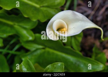 bud of Calla Lily flower with drops is isolated on white background Stock Photo