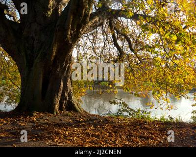 autumn trees along the River Thames in old Twickenham, London, Middlesex, England Stock Photo