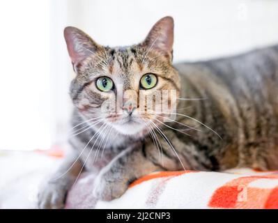 A brown tabby shorthair cat with green eyes lying on a blanket and looking at the camera Stock Photo
