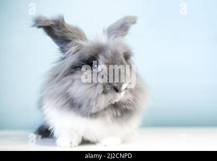 A fluffy gray and white Lionhead rabbit with blue eyes Stock
