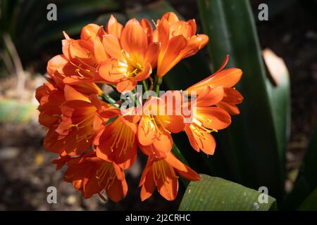 Close up of an orange amarylis