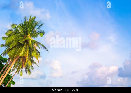 Tall palm trees with green leaves and coconuts against a blue sky with clouds. Copy space on the right. Travel and tourism. Stock Photo