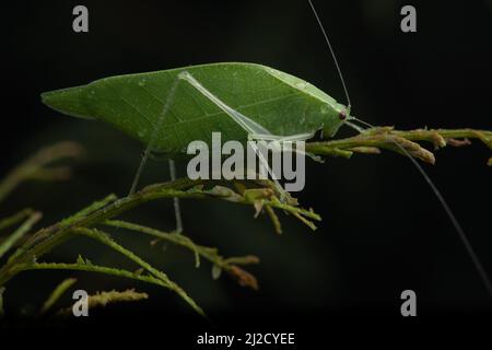 A green katydid perched on a shrub in Arenillas ecological reserve in the El Oro province, Southern Ecuador, South America.