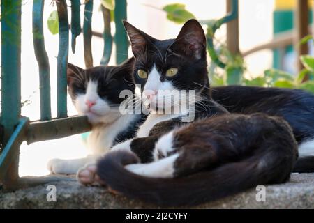 black and white cats lying on the ground Stock Photo