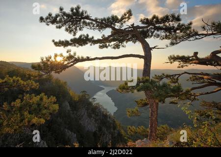 serbian spruce tree at sunrise from viewpoint Banjska Stena in Tara National Park, Serbia Stock Photo