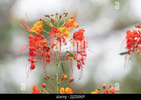 Peacock flower (Caesalpinia pulcherrima) blooming in the dry forest of Ecuador. Stock Photo