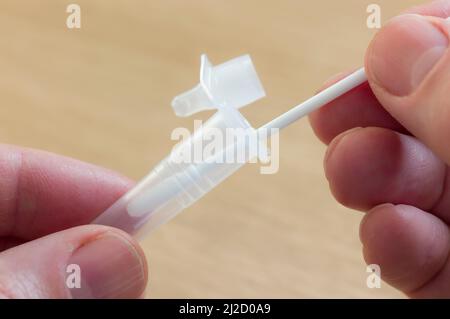 Man using Covid LFT (LFD) test, lateral flow testing for Covid-19, UK Stock Photo