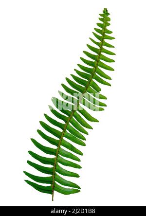 tropical single green fern on white background Stock Photo