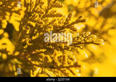 Thuja occidentalis known as gold drop shines brightly with the sun shining today Stock Photo