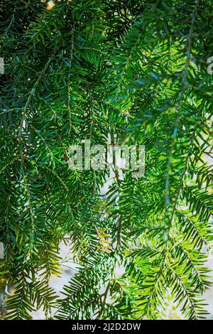 A close up of eastern hemlock in spring with bright natural sunlight Stock Photo