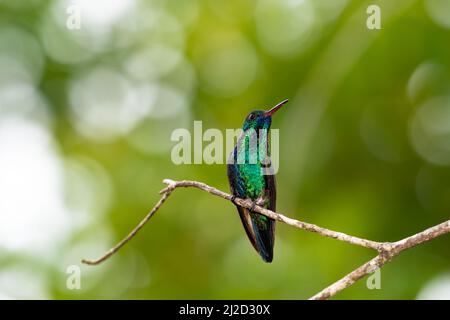 Shiny and iridescent Blue-chinned Sapphire hummingbird, Chlorestes notata, perched on a branch with beautiful bokeh in the background. Stock Photo
