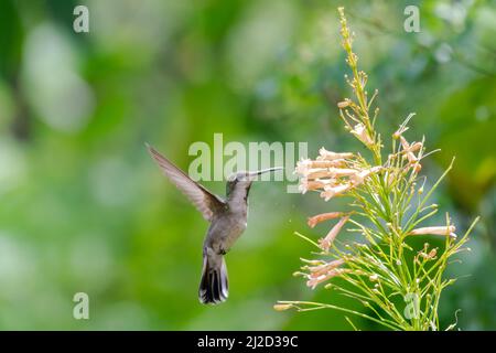 Female Ruby Topaz hummingbird feeding on peach colored Antigua Heath flowers in a vivid pastel colored scene with pollen dropping from the flowers. Stock Photo