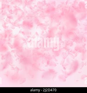 Sakura Petals Falling Down. Romantic Pink Flowers Borders. Flying 