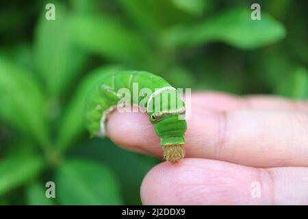 Closeup a Vivid Green Lime Tree Caterpillar on Human's Fingers Stock Photo