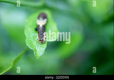 A Lime Swallowtail Caterpillar in the Early 3rd Instar Resting on a Lime Tree Leaf Stock Photo