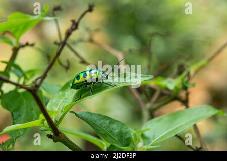 metallic shield bug or jewel bug, chrysocoris stollii, also known as shield-backed bug, feeds on plant sap, taken in shallow depth of filed, macro Stock Photo