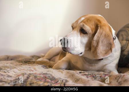 Beagle dog laying on the sofa Stock Photo