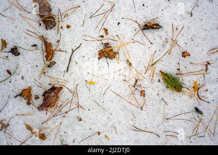 Background with melting snow and fallen leaves, tree bark, spruce needles on snow, Winter texture Stock Photo