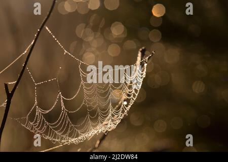 Pearls of Dew on the delicate spider web strands Stock Photo