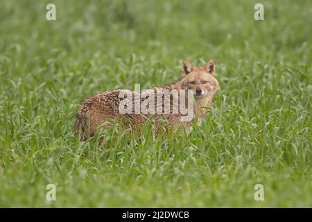 Golden Jackal (Canis aureus), also called the Asiatic, Oriental or Common Jackal, photographed in lush green foliage in Israel in winter Stock Photo