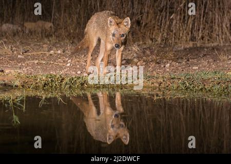 Juvenile Golden Jackal (Canis aureus), also called the Asiatic, Oriental or Common Jackal, photographed in near water in Israel in September Stock Photo
