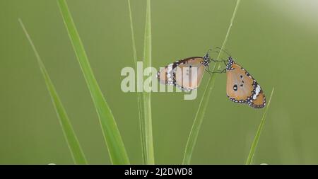 Plain Tiger (Danaus chrysippus) AKA African Monarch Butterfly It is found from the Mediterranean to tropical Africa and Asia, and down to Australia. I Stock Photo