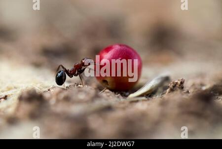 Harvester ant (Messor hebraeus). Macrophotograph of a harvester ant carrying a seed. Harvester ants specialise in gathering different types of seeds. Stock Photo