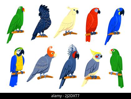 Bright tropical parrots set. Exotic birds sitting on branches, red or blue macaw, blue cockatoo, grey and amazon parrots. Isolated illustrations for j Stock Vector
