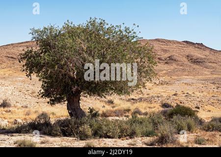 Atlantic pistachio Pistacia atlantica tree in a dry stream bed in the Negev Highlands mountains near the Makhtesh Ramon crater in Israel with a clear Stock Photo