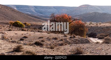 Atlantic pistacio Pistacia atlantica tree sports fall colors in the Lotz dry stream bed surrounded by barren Negev desert hills and mountains Stock Photo